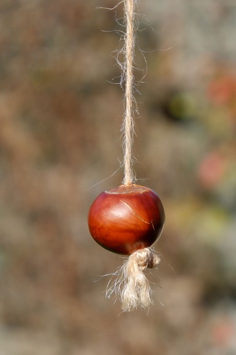 conker