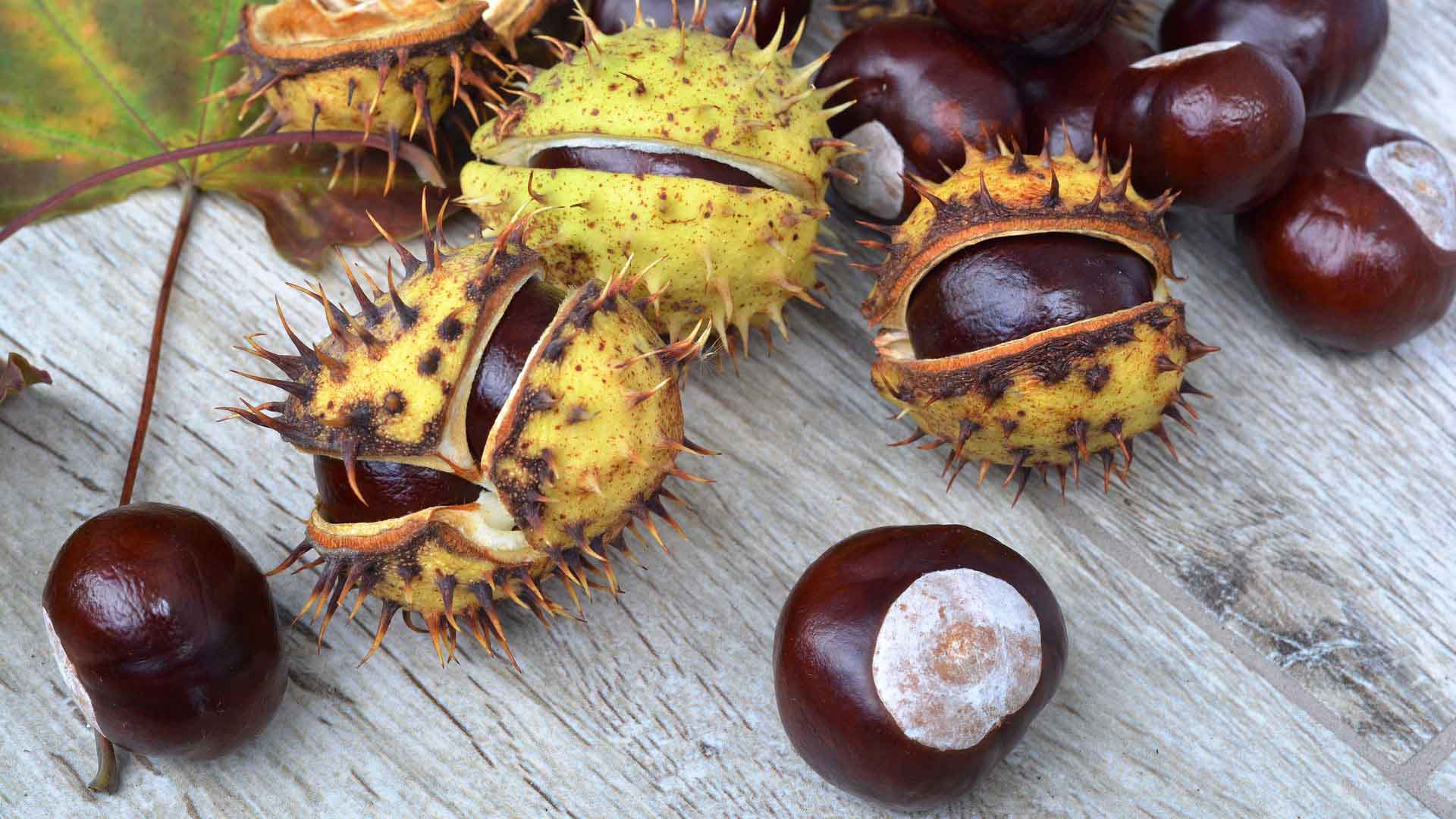 Conkers! イギリスのゲーム